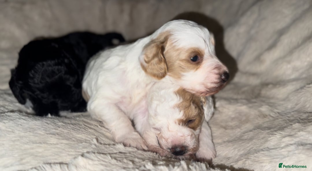 Cockapoo dogs for sale: 3 remaining Cockapoos looking for homes - Advert 16
