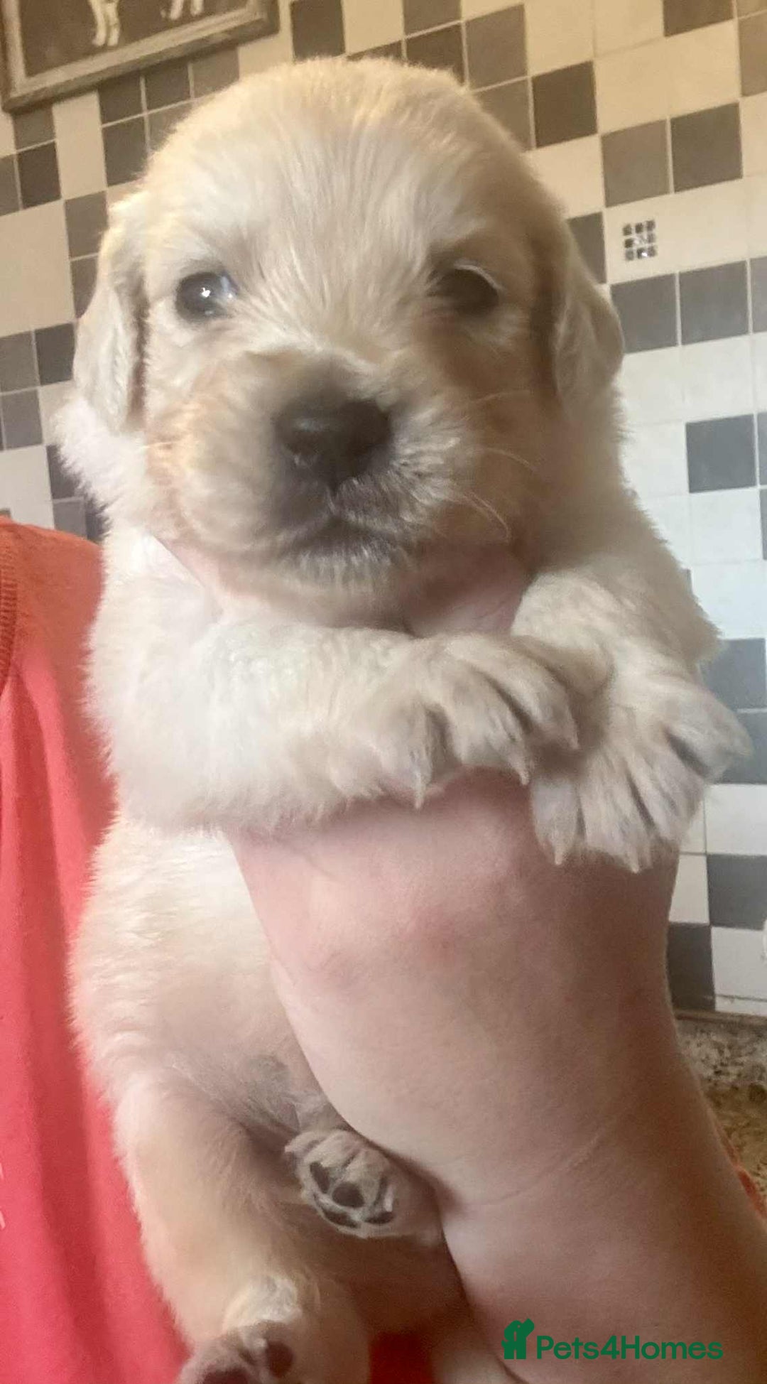 Golden Retriever dogs for sale: Amazing KC golden retriever puppies - Image 10