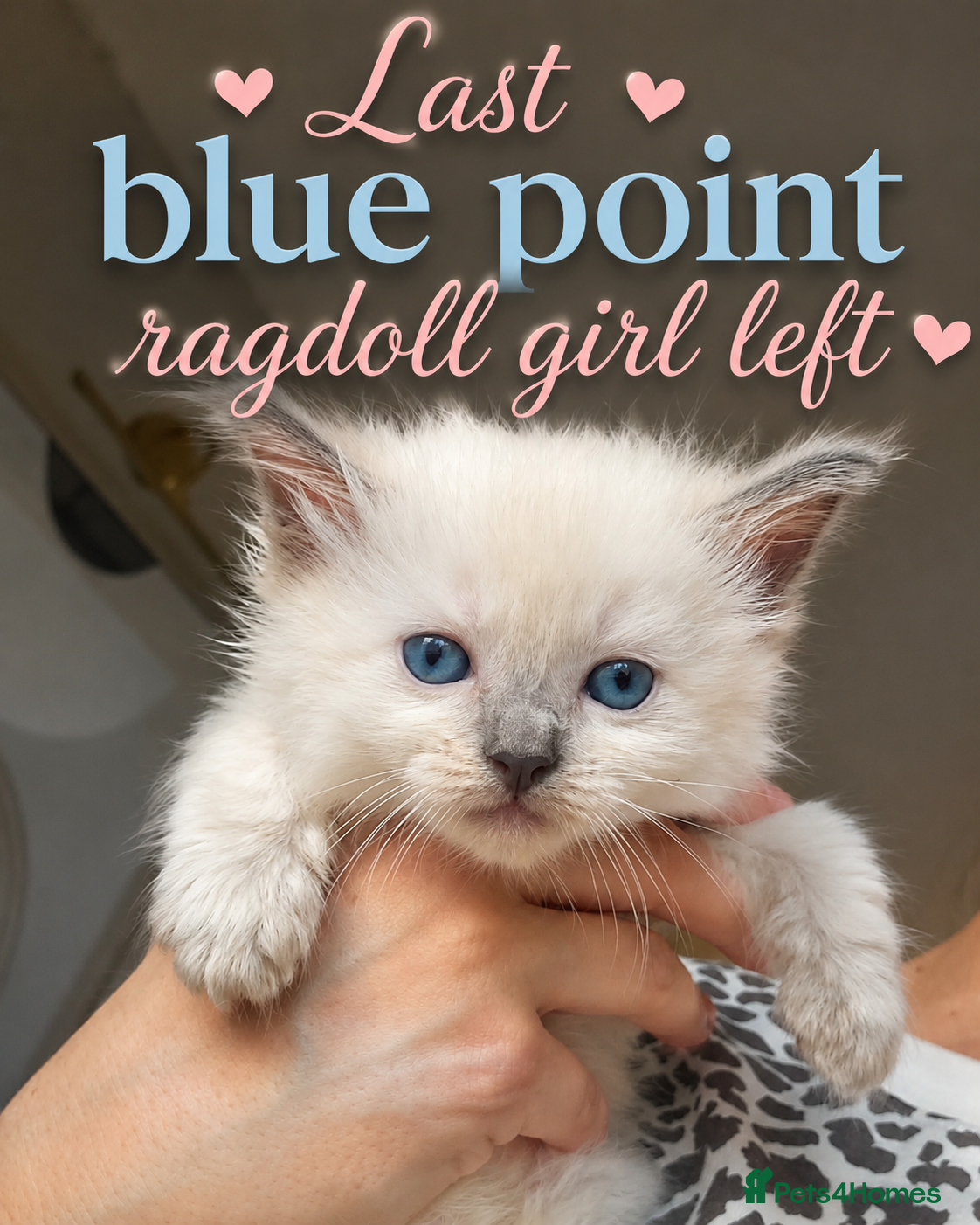Ragdoll cats Ragdoll kittens 😸 *1 girl left🤎* - Advert 16