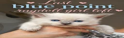 Ragdoll cats for sale: Female ragdoll kitten £750 - Advert 28