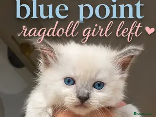 Ragdoll cats Ragdoll kittens 😸 *1 girl left🤎* - Advert 16