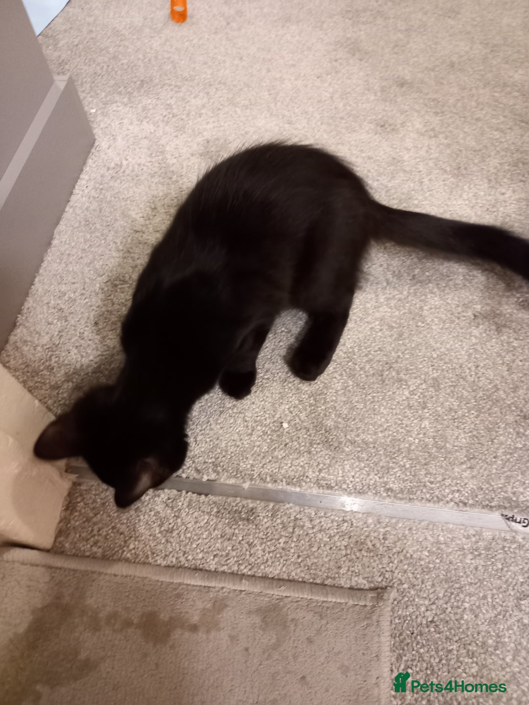 Domestic Shorthair cats for sale: Cute Black Kitten! - Image 4