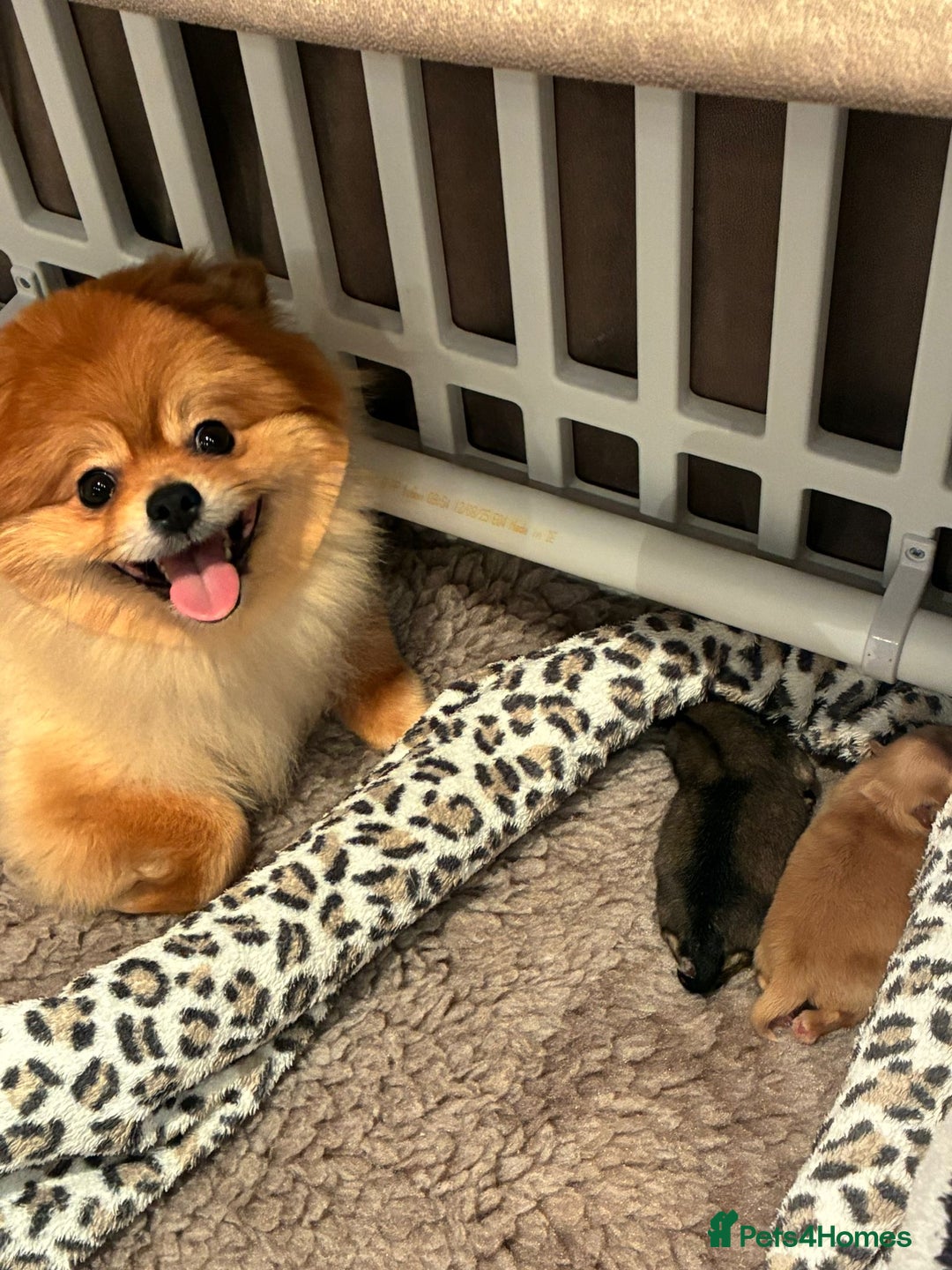 Pomeranian dogs for sale: Pomeranian girl puppies - Advert 6