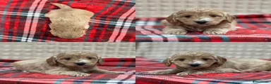 Cockapoo Puppy 2