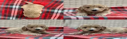 Cockapoo dogs for sale: STUNNING COCKAPOO PUPPIES READY NOW - Advert 20