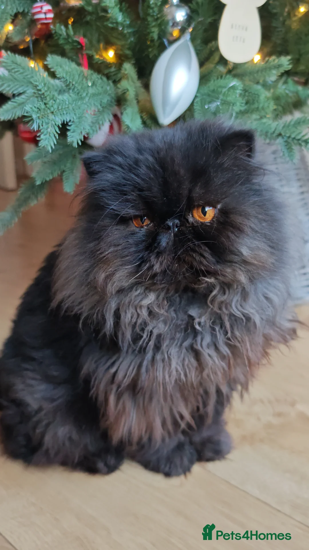 Persian cats for sale: Intact active adult black male - Advert 2