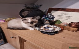 Persian cats for sale: Persian kittens - Image 12