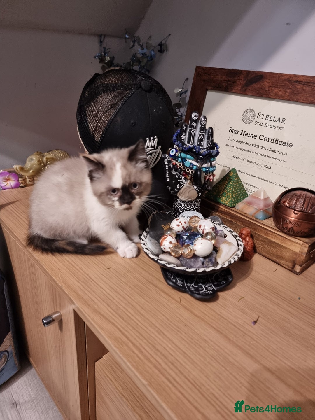 Persian cats for sale: Persian kittens - Image 12