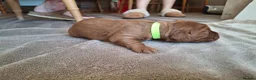 Cocker Spaniel dogs for sale: 4 Red Working Cocker Spaniel Boys - Advert 6