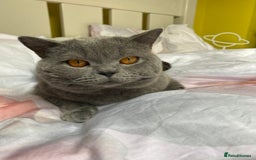 British Shorthair cats for sale: 8 yr old male British short hair - Image 6