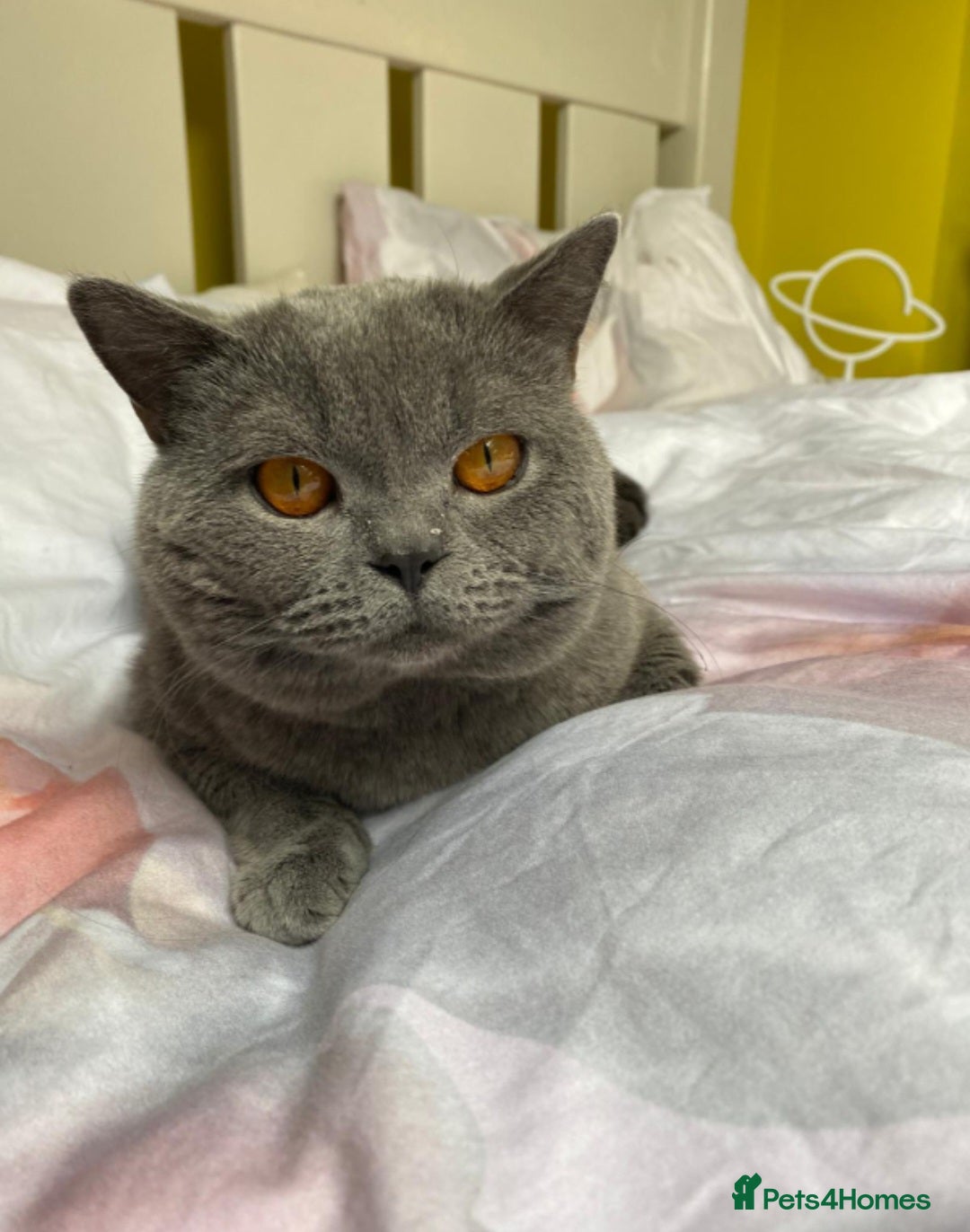 British Shorthair cats for sale: 8 yr old male British short hair - Image 6