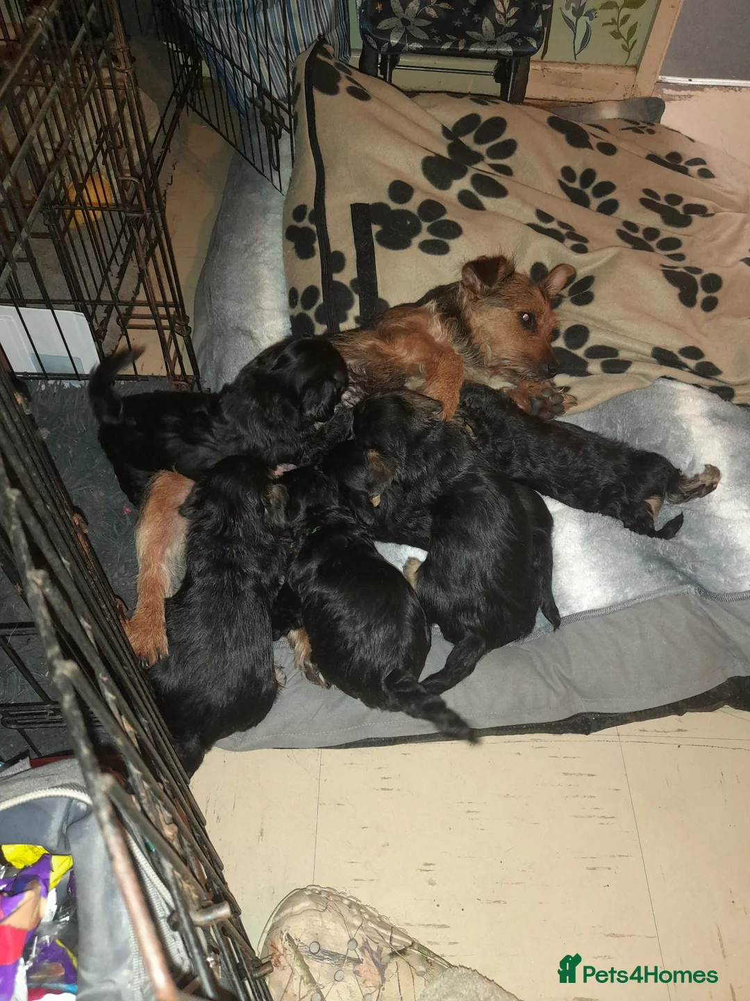 Mixed Breed dogs for sale: 6week old Jorkie Poos - Advert 1