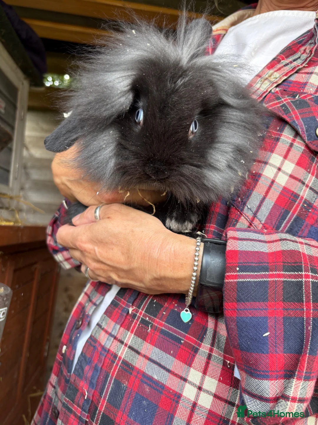 Mini Lop rabbits for sale: Beautiful Mini Lops - Advert 2