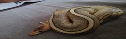Python Snake reptiles for sale: Champagne ball python (With full set-up) in Brentwood - Advert 1