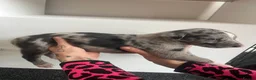 Greyhound dogs for sale: Grayhound x bullmastiff  - Advert 17