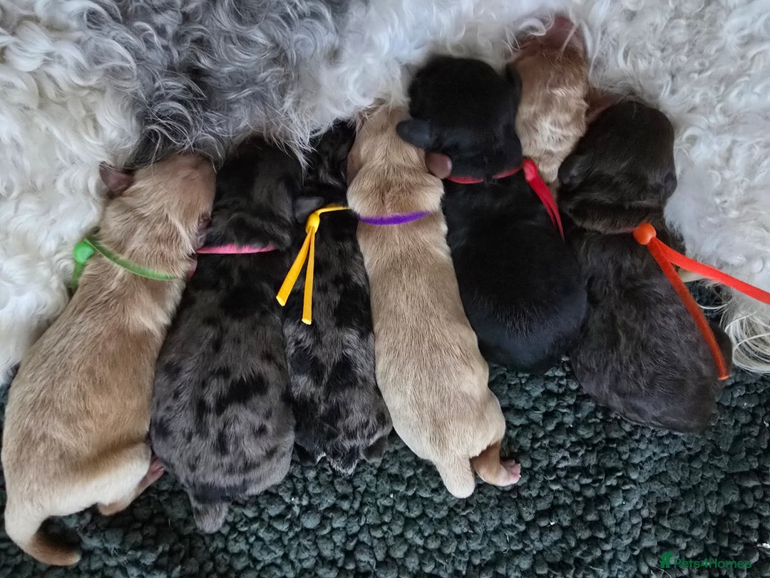 Cavapoo dogs for sale: Beautiful fully health tested cavapoo puppies  - Advert 31