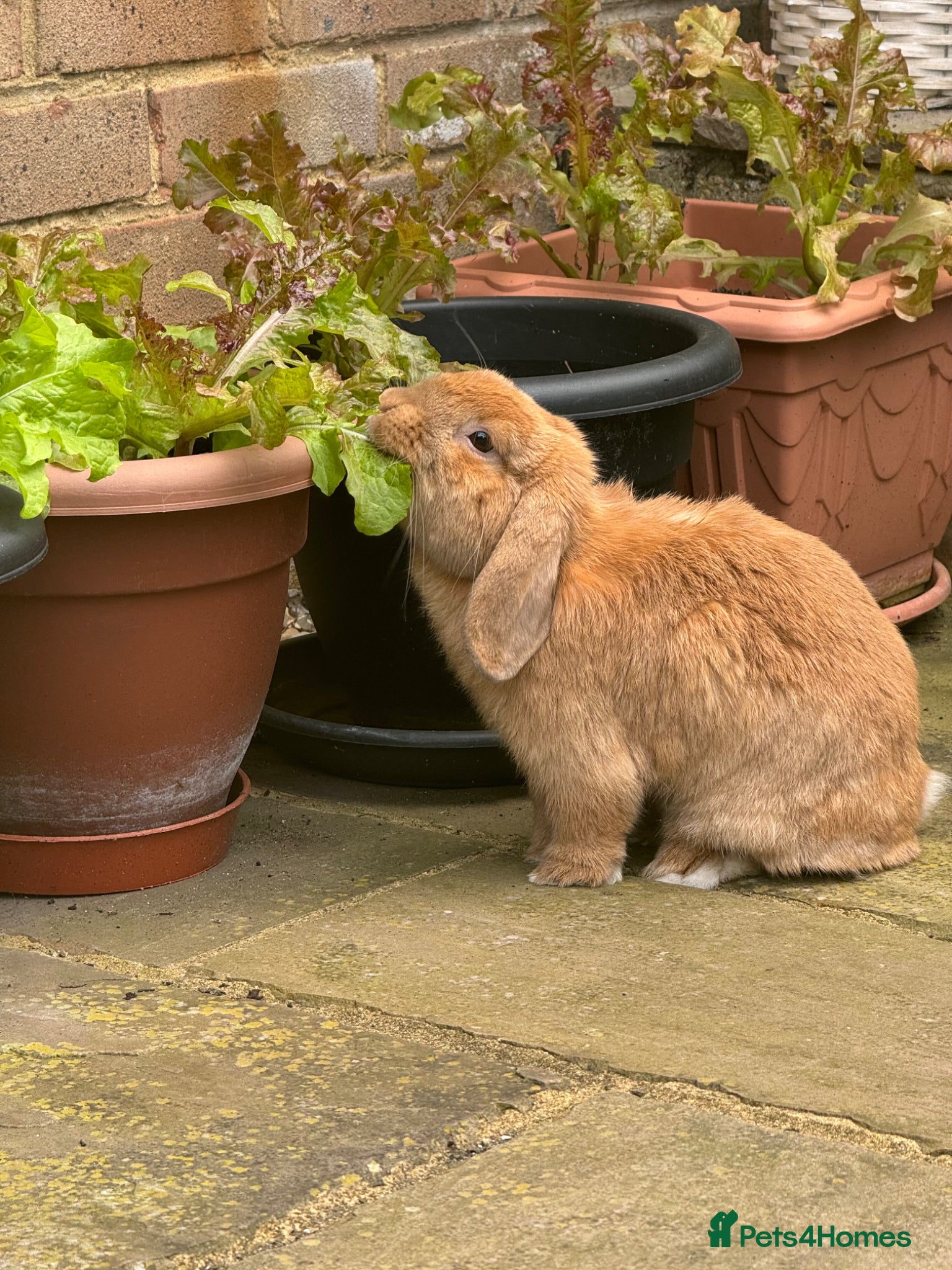 English Lop rabbits Cyprus  - Advert 2