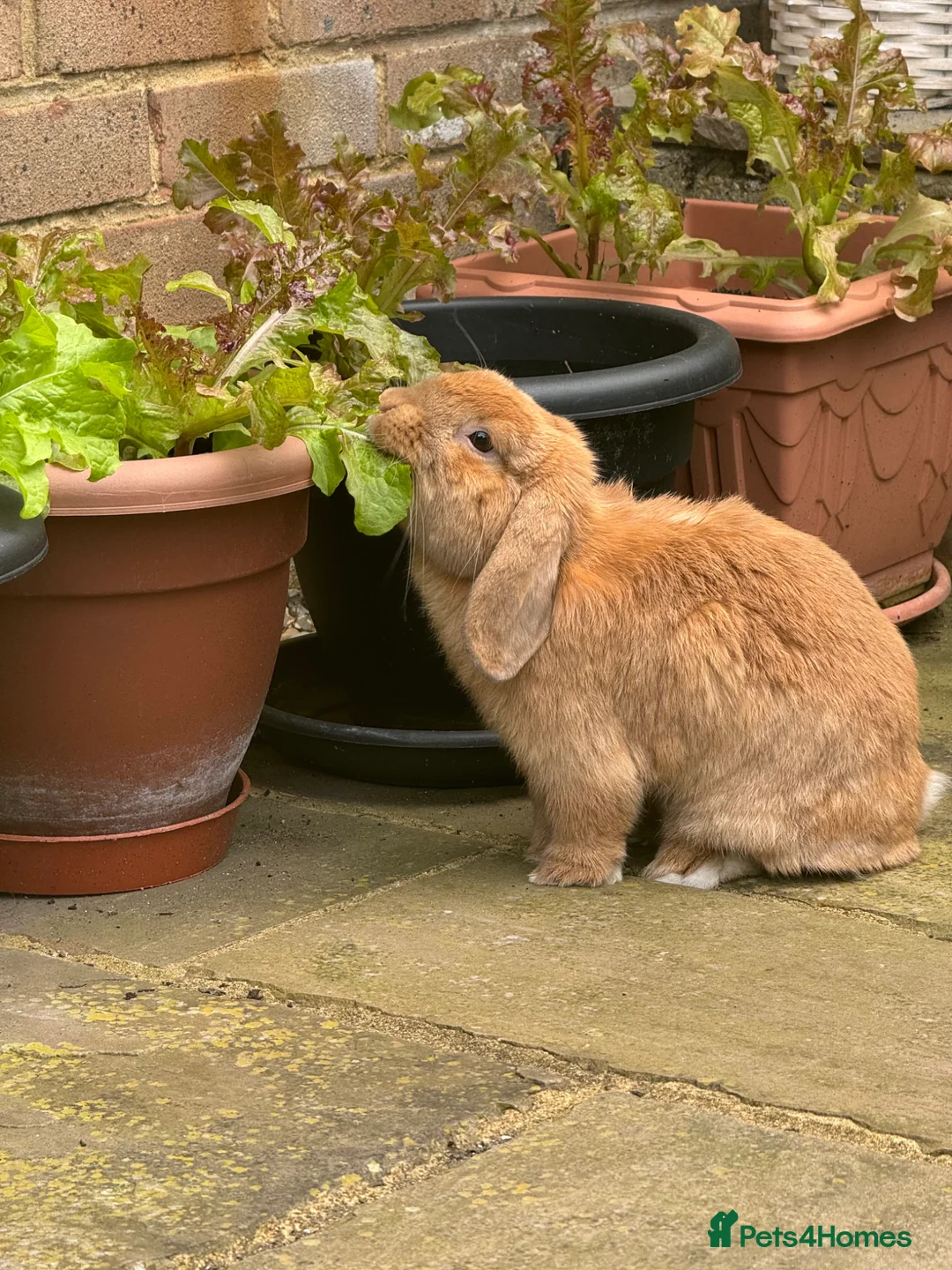 English Lop rabbits for sale: Cyprus  - Advert 1