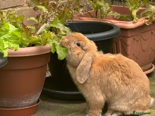 English Lop rabbits Cyprus - Advert 1
