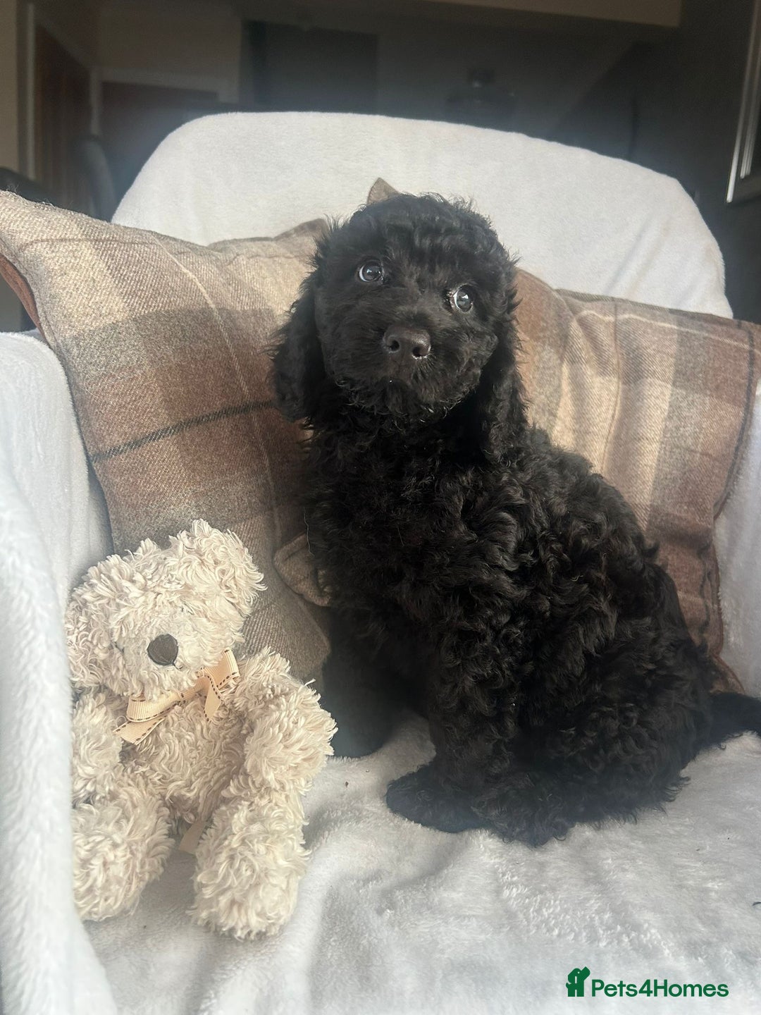 Cockapoo dogs for sale: F1 miniature gorgeous cockapoo puppies  - Image 20