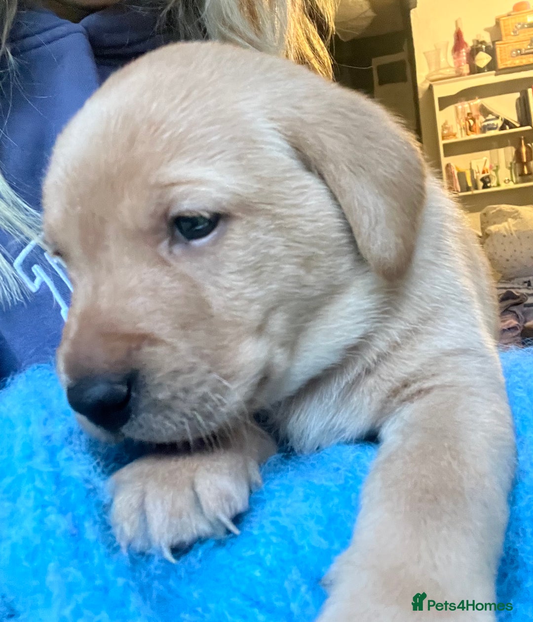 Labrador Retriever dogs for sale: Pedigree KCRegistered Labrador Pups-FoxRed & Black - Advert 2