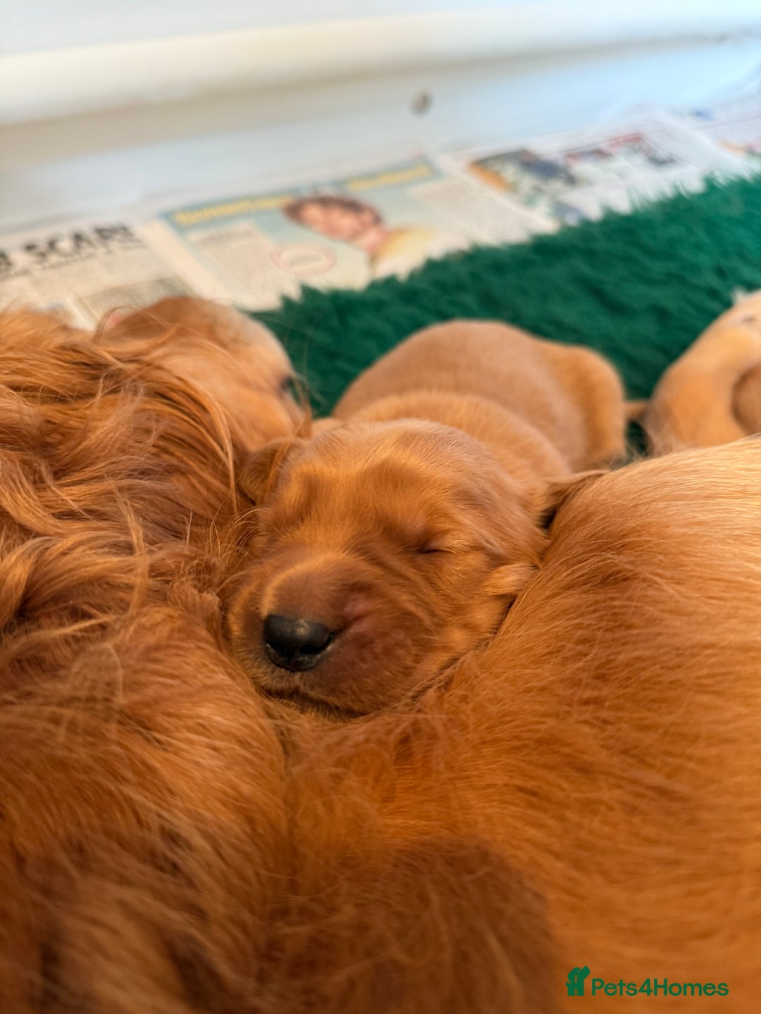 Golden Retriever dogs for sale: KC Working Golden Retriever Pups - Advert 10