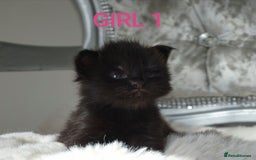 Maine Coon cats for sale: SHOW QUALITY MAINE COON KITTENS  - Image 7