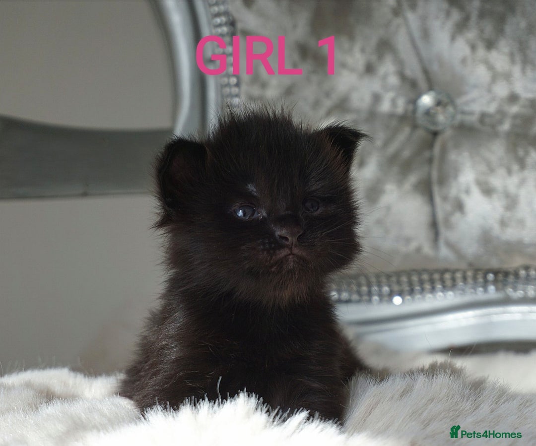 Maine Coon cats for sale: SHOW QUALITY MAINE COON KITTENS  - Image 7