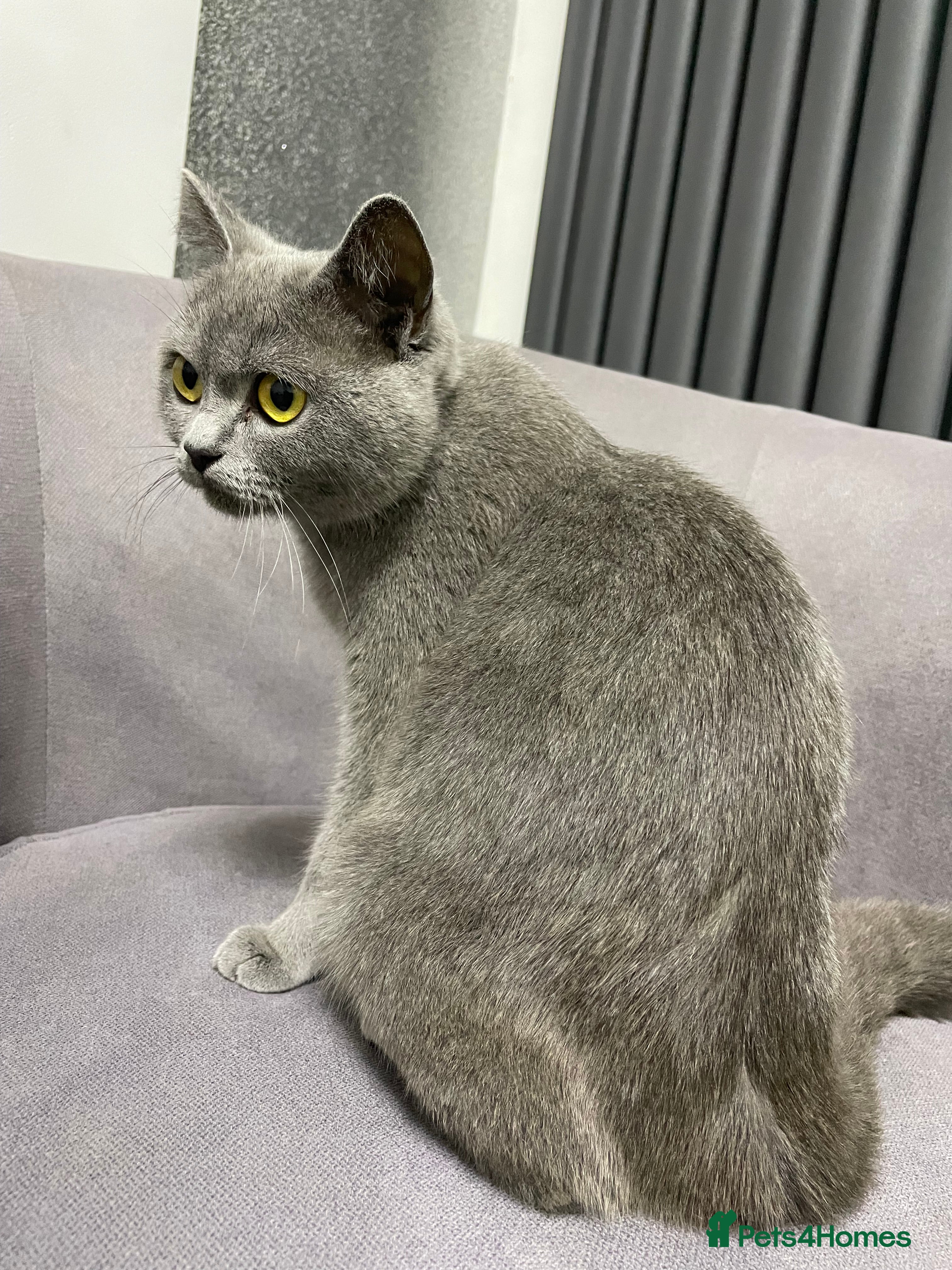 British Shorthair cats British shorthair kittens ready now - Advert 1