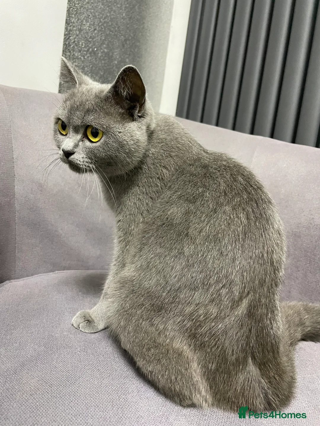 British Shorthair cats for sale: British shorthair kittens ready now in Bolton - Advert 1