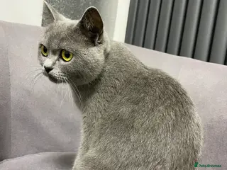 British Shorthair cats British shorthair kittens ready now - Advert 2