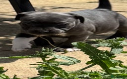 Staffordshire Bull Terrier dogs for sale: Kc registered blue Staffordshire puppies  - Image 4