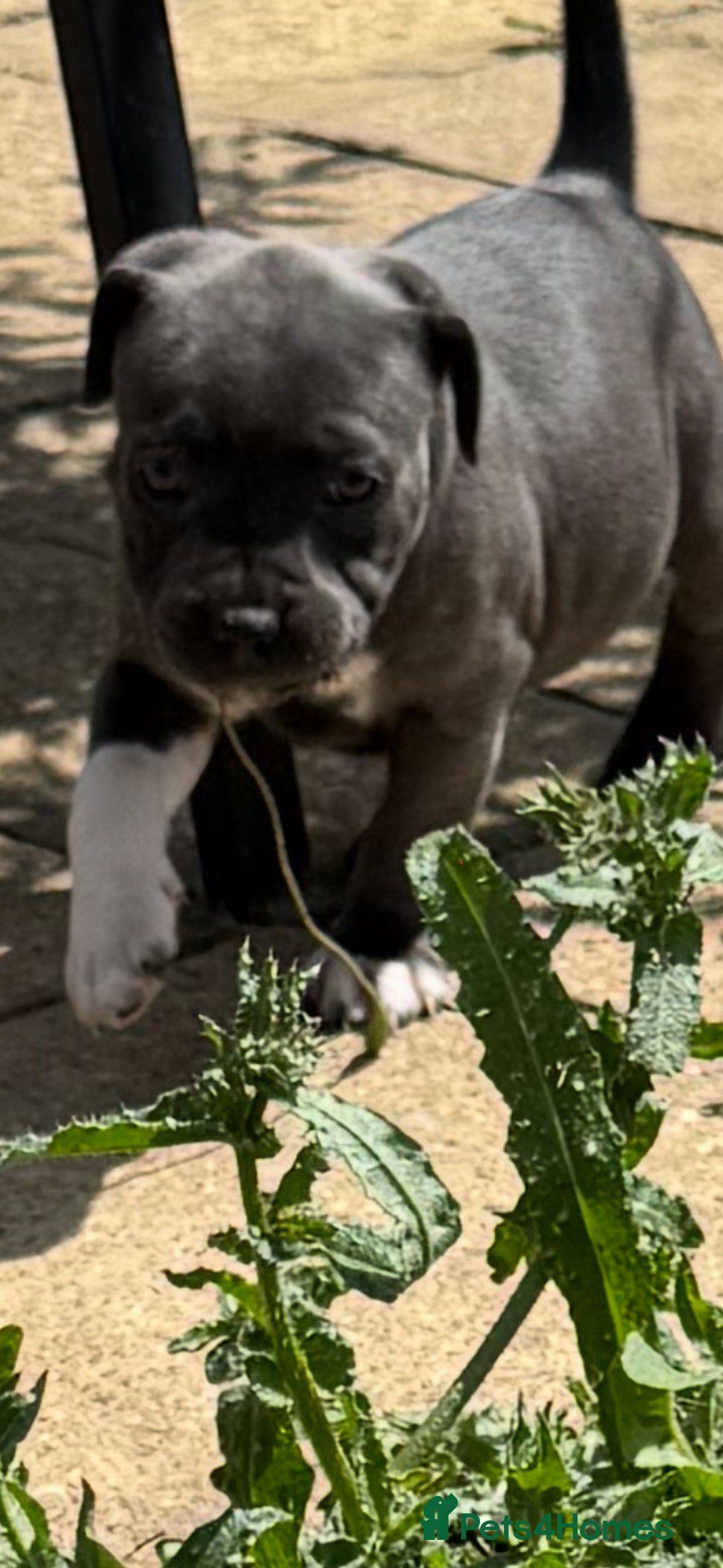 Staffordshire Bull Terrier dogs for sale: Kc registered blue Staffordshire puppies  - Image 4