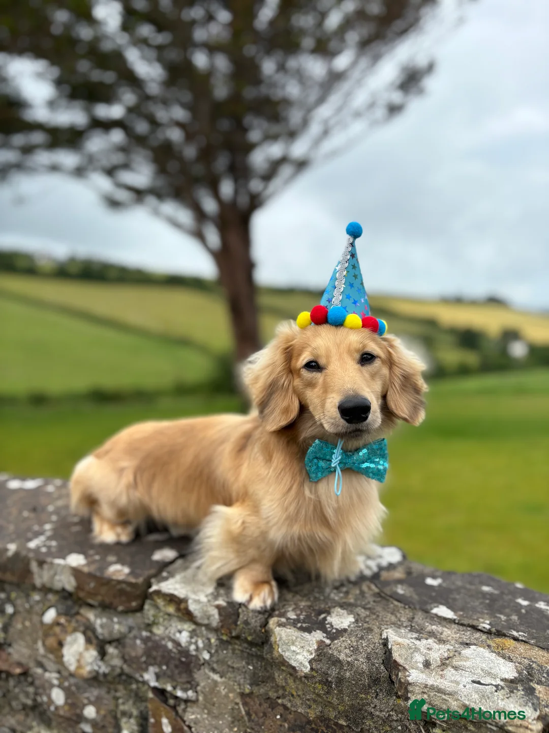 Miniature Dachshund dogs for stud: Cream Shaded LongHaired Miniature Dachshund KC Reg - Advert 6