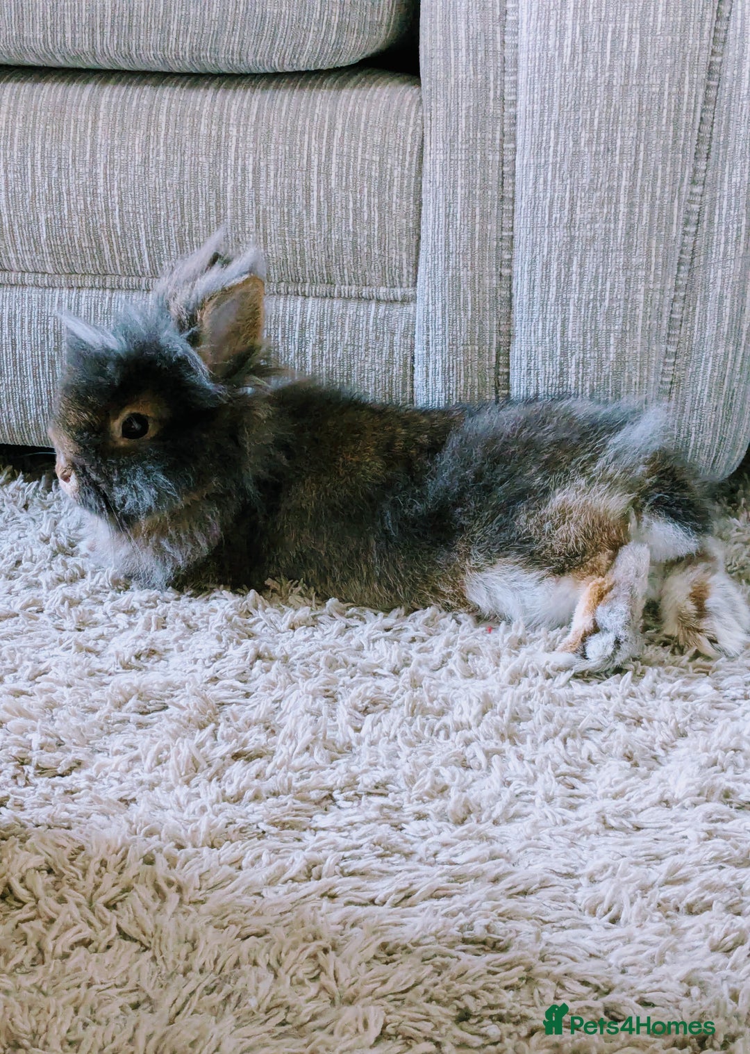 Lionhead rabbits for sale: Male lionhead house rabbit  - Advert 5