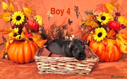 Miniature Schnauzer dogs for sale: 5th generation pedigree miniature schnauzer  - Image 7