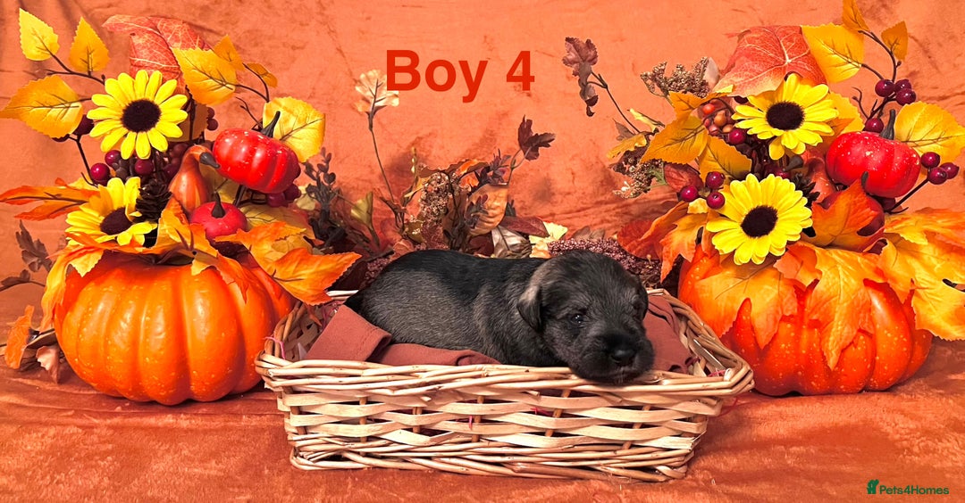 Miniature Schnauzer dogs for sale: 5th generation pedigree miniature schnauzer  - Image 7