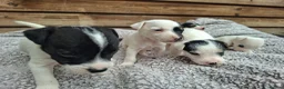 Jack Russell dogs for sale: Outstanding Jack Russel puppies - Advert 13