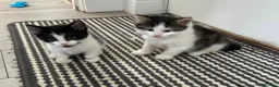 British Longhair cats for sale: 5 Adorable kittens - Advert 16