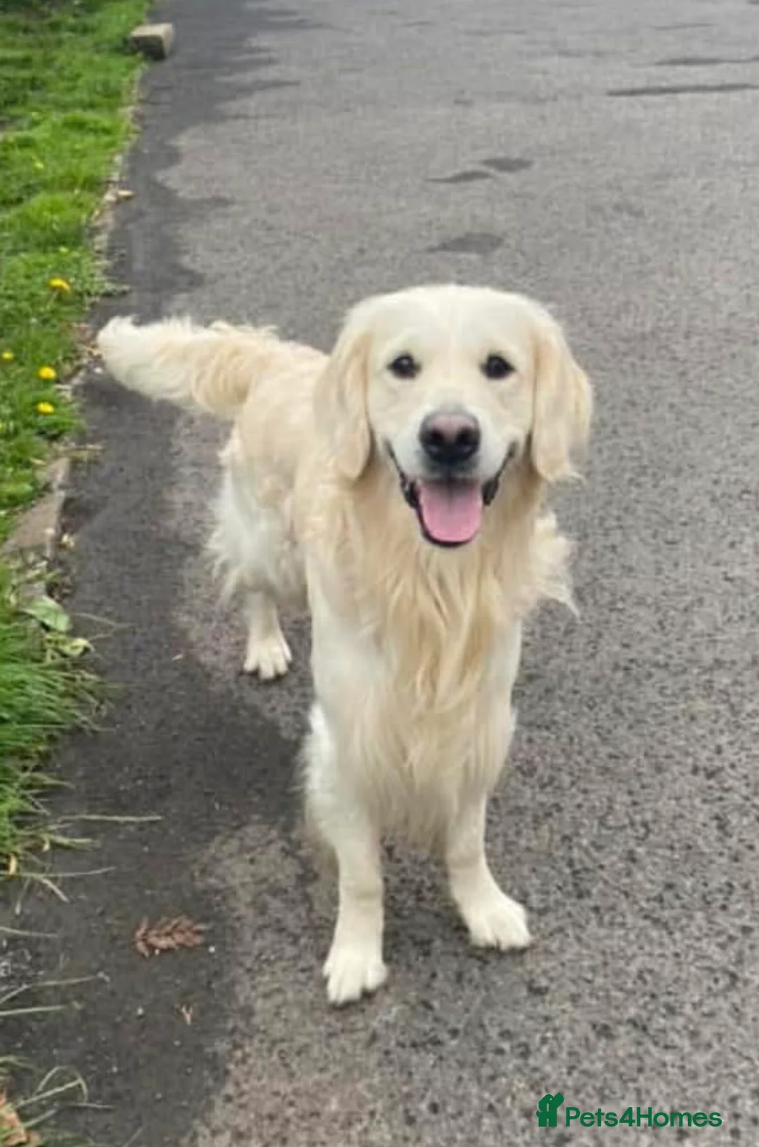 Goldador dogs for sale: Stunning Goldador Litter expected - Advert 7