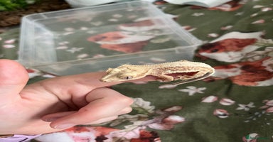 Gecko reptiles - Advert 16