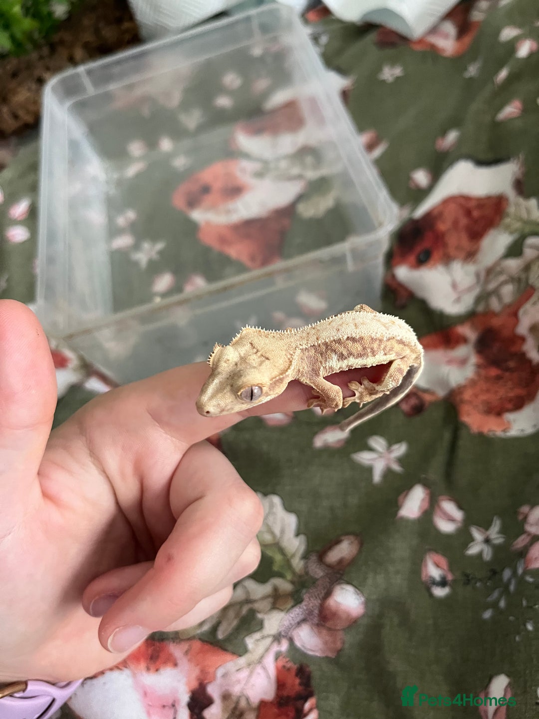 Gecko reptiles for sale: Lilly white and Dalmatian harlequin crested geckos - Image 2