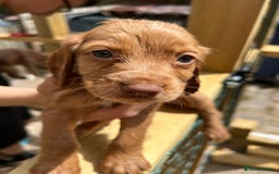 Cocker Spaniel dogs for sale: Kc cocker spaniels  - Image 8