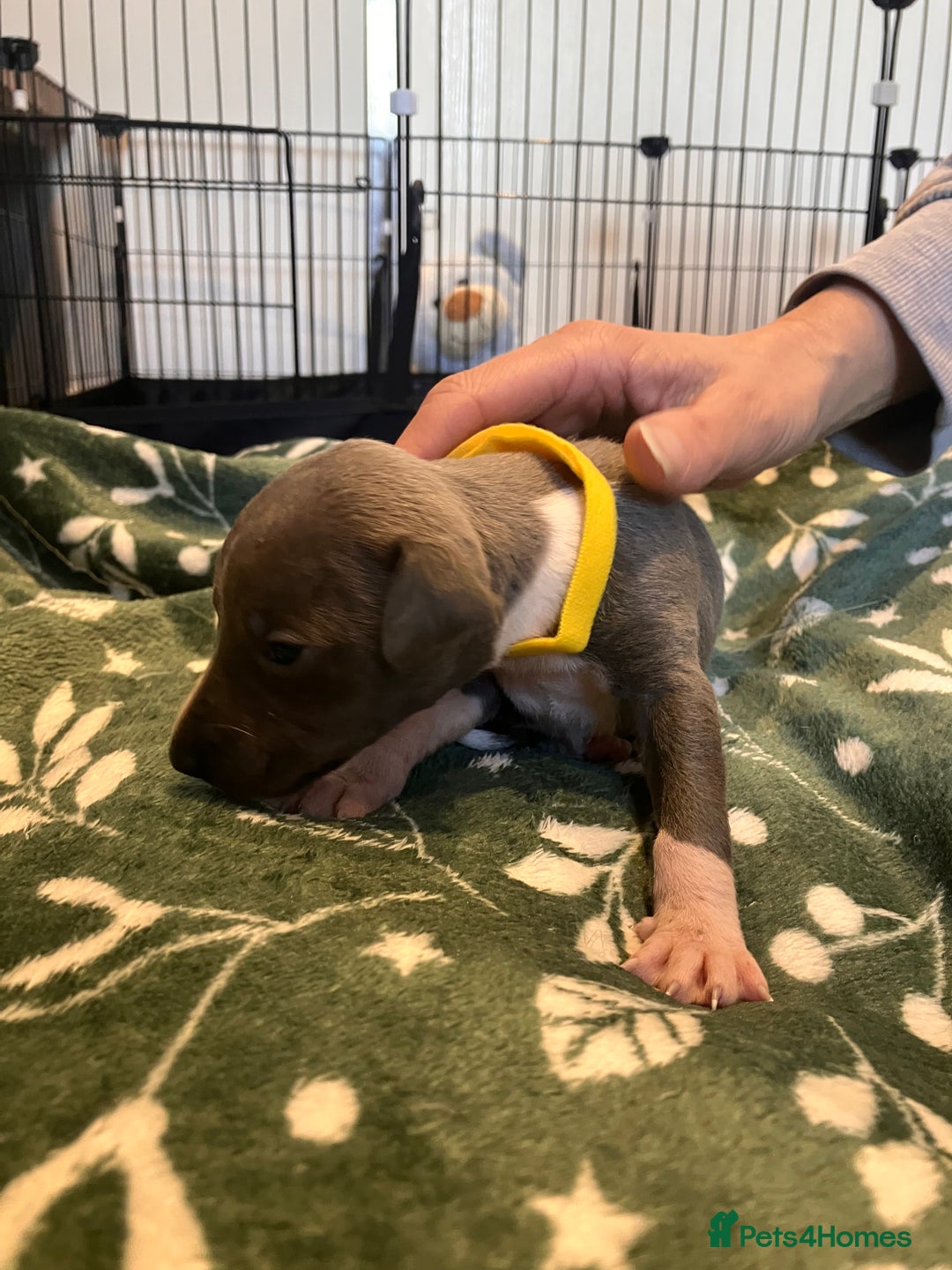 Whippet dogs for sale: Beautiful whippet puppies  - Advert 11