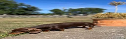 Miniature Dachshund dogs for sale: 3 of the most gorgeous Miniature Dachshunds in Bristol - Advert 15