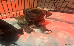 Mixed Breed dogs for sale: Bull whippet - Image 2