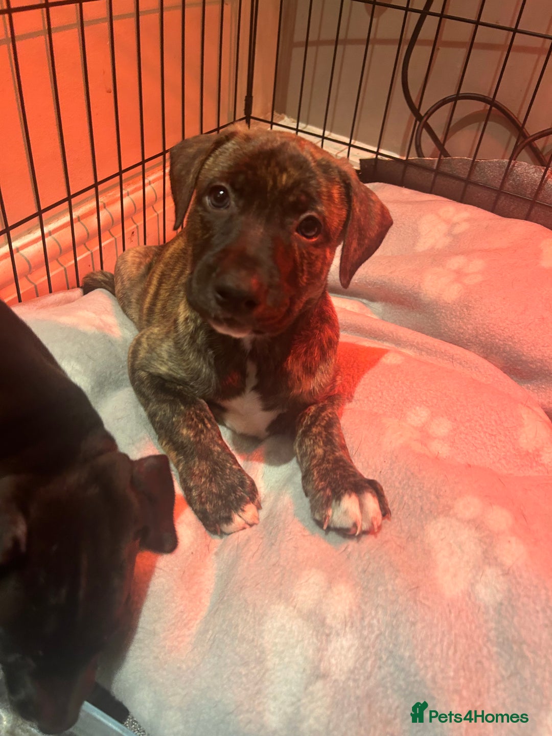 Mixed Breed dogs for sale: Bull whippet - Image 2