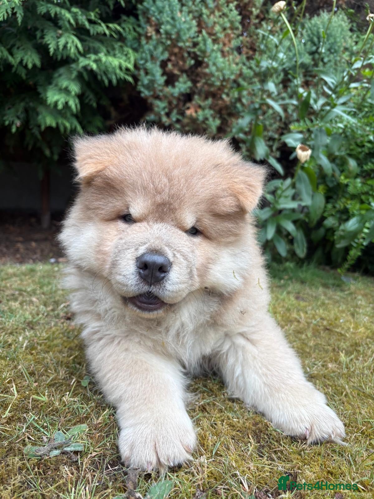 Chow Chow dogs Chow Chow Male Puppy – Blue Fawn - Advert 13