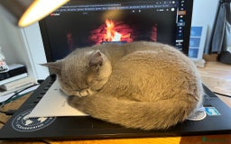 British Shorthair cats for sale: British Short Hair Kitten - Image 3