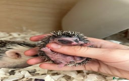 Pygmy Hedgehog rodents for sale: Gorgeous male blaze African Pygmy hedgehog - Image 2